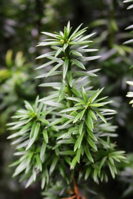 Taxus cuspidata - tis japonský - jehlice